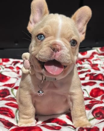 bulldog-exotico-medellin