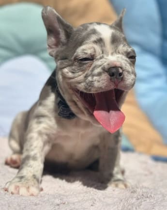 bulldog-exotico-medellin2