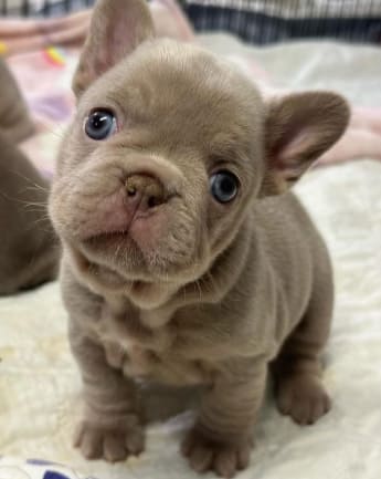 bulldog-exotico-medellin3