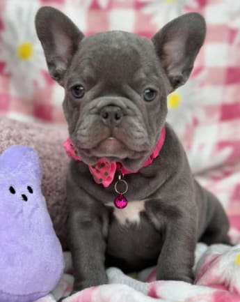 bulldog-exotico-medellin4