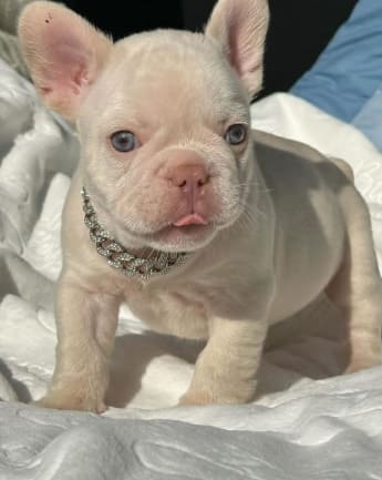 bulldog-exotico-medellin5