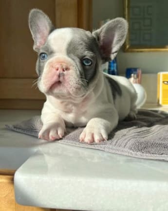 bulldog-exotico-medellin6