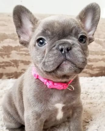 bulldog-exotico-medellin7