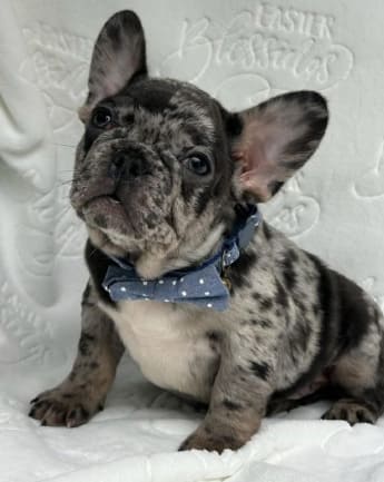 bulldog-exotico-medellin8