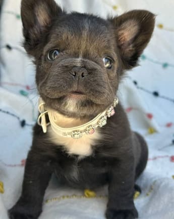 bulldog-fluffy-medellin1