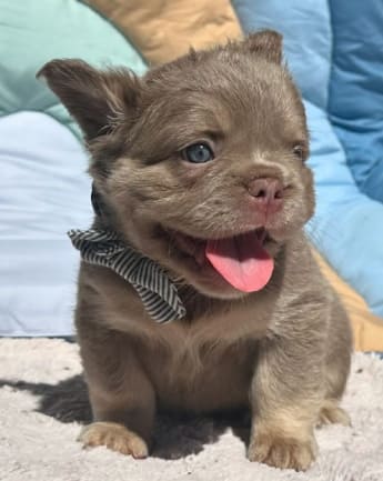 bulldog-fluffy-medellin2