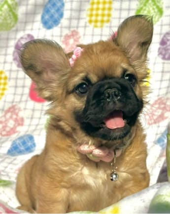 bulldog-fluffy-medellin4