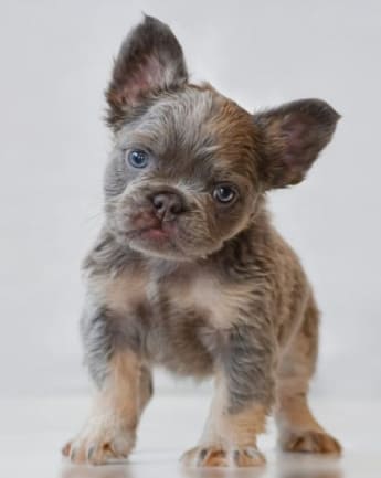 bulldog-fluffy-medellin5