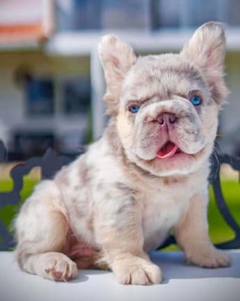 bulldog-fluffy-medellin6