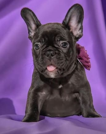 bulldog-trad-medellin1