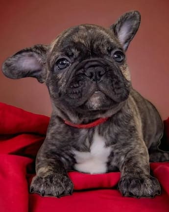 bulldog-trad-medellin2