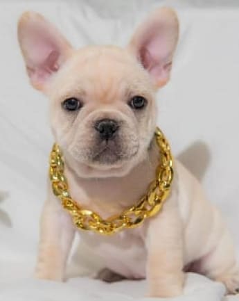 bulldog-trad-medellin3