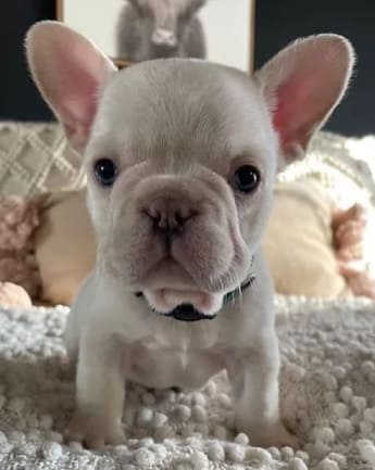 bulldog-trad-medellin4