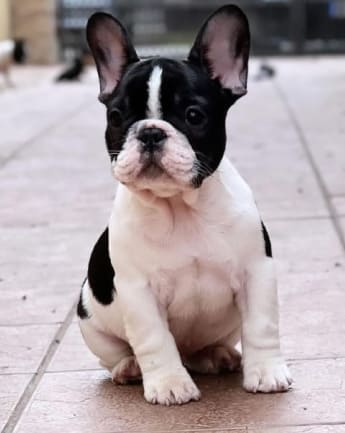 bulldog-trad-medellin5