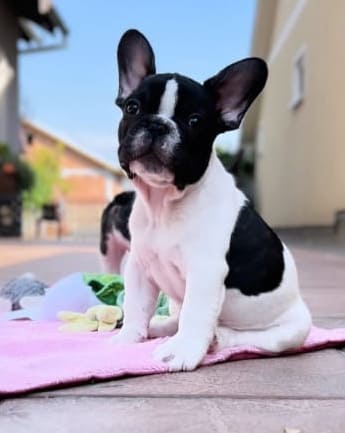 bulldog-trad-medellin6