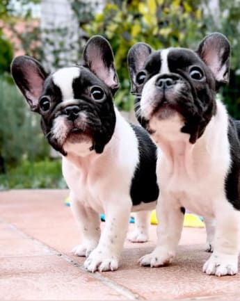 bulldog-trad-medellin7