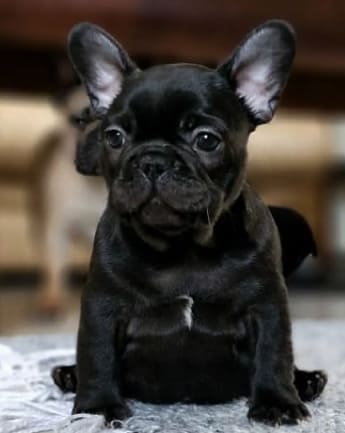 bulldog-trad-medellin8