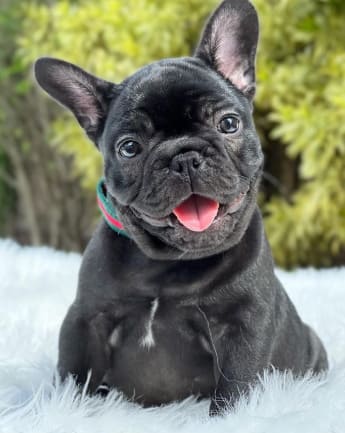 bulldog-trad-medellin9