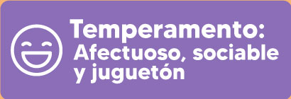 temperamento-bulldog